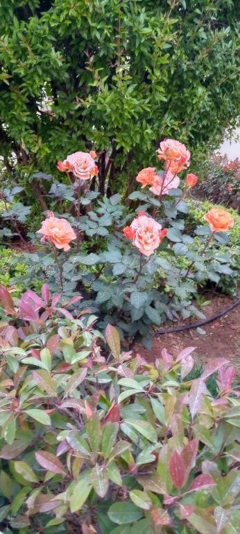 Stamatias Home, Fully Equipped Cottage 5 Minutes From The Sea ハニア エクステリア 写真