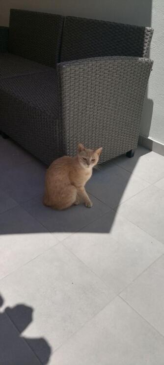 Stamatias Home, Fully Equipped Cottage 5 Minutes From The Sea ハニア エクステリア 写真