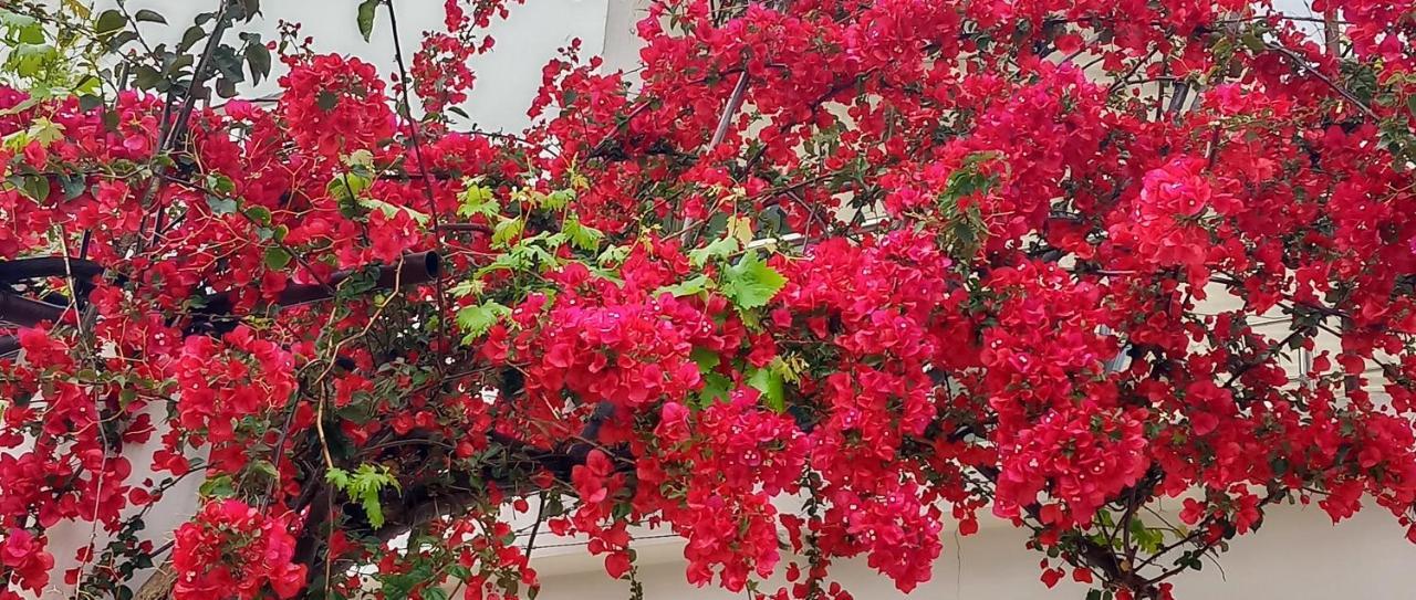 Stamatias Home, Fully Equipped Cottage 5 Minutes From The Sea ハニア エクステリア 写真